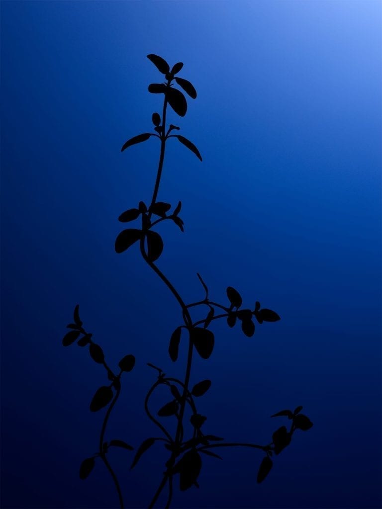 Test image, part of a series of silhouette herbs with different colour backgrounds, this one is of thyme.